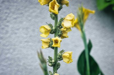 Close-up of yellow flowering plant