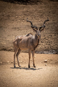 Male greater kudu standing on rocky ground