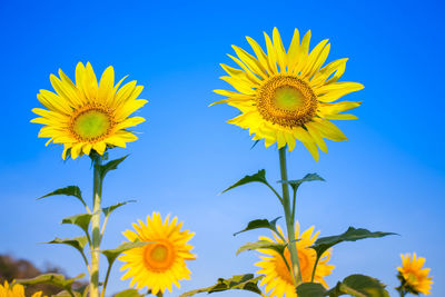 Close-up of yellow flowering plant against clear blue sky