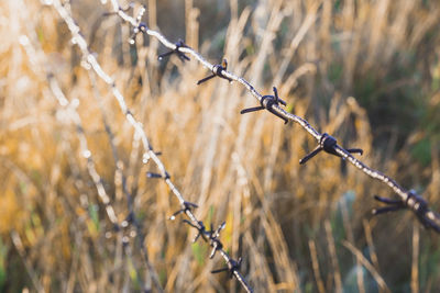 Close-up of plant growing on field