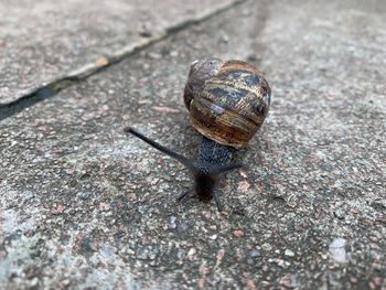 Close-up of snail