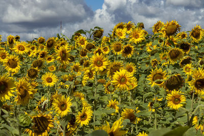 Close-up of yellow flowering plants on field against sky