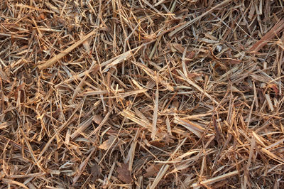 Full frame shot of dried plant on field