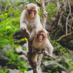 Monkey sitting on plant outdoors