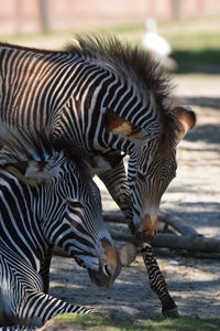 Close-up of zebras