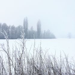 Bare trees on field against clear sky