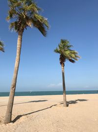 Palm trees on beach against sky
