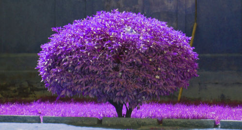 Close-up of purple crocus blooming outdoors