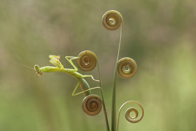 Hierodula venosa spesies mantis from borneo forest