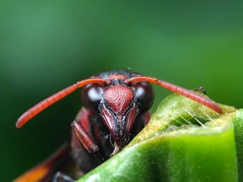 Close-up of insect