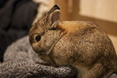 Close-up of rabbit