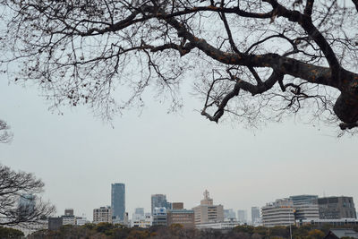 Trees in city against sky