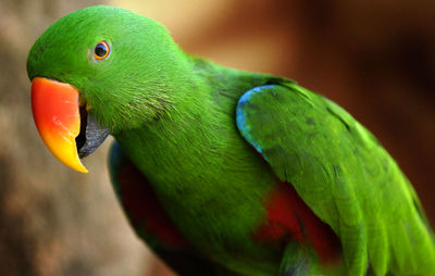 Close-up of parrot