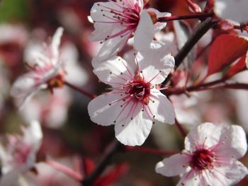 Close-up of cherry blossoms