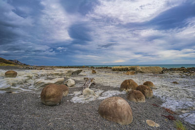 View of sheep on beach