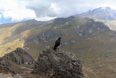 View of bird perching on rock