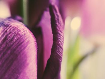 Close-up of pink flower