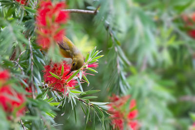 Close-up of insect on plant