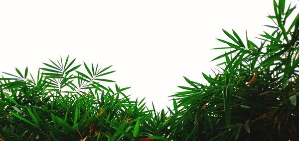 Low angle view of plants against sky