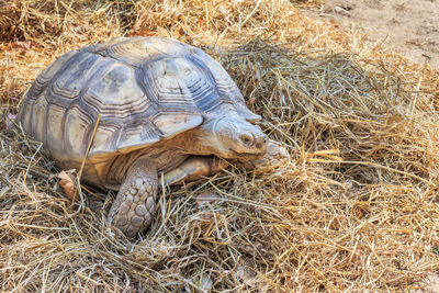 High angle view of tortoise on grass