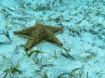 Fish swimming in sea