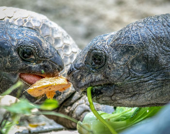 Close-up of a turtle