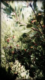 Close-up of flowering plants against trees