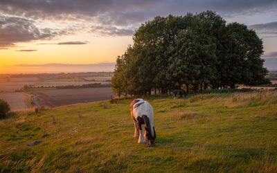 Horse grazing in a field