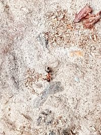 Close-up of hand feeding