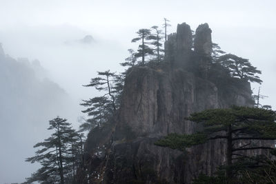 Low angle view of trees on mountain against sky