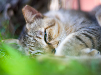 Close-up of cat resting