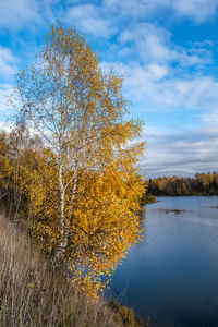 Tree by lake against sky during autumn