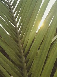 Close-up of palm tree leaves