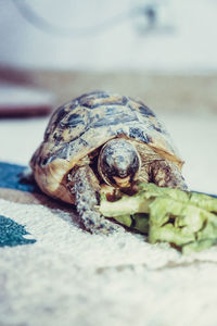 Close-up of turtle in container