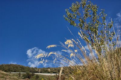 Scenic view of tree against blue sky