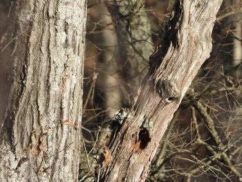 Close-up of tree trunk in forest