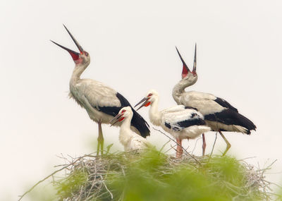 White storks on nest