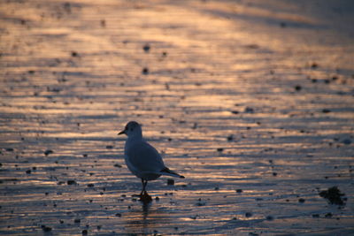 Seagull perching on a land