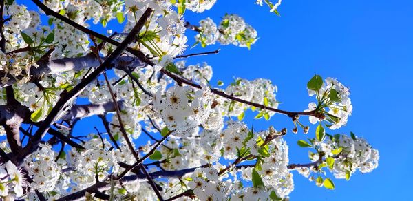 Low angle view of cherry blossom against blue sky