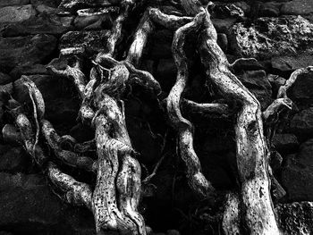 Close-up of tree roots