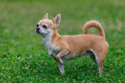 Portrait of dog on grassy field