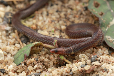 Close-up of lizard on land