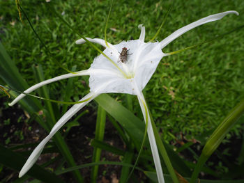 Close-up of white flower blooming outdoors