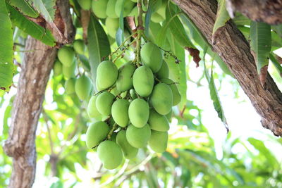 Low angle view of fruits hanging on tree