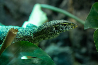 Close-up of lizard