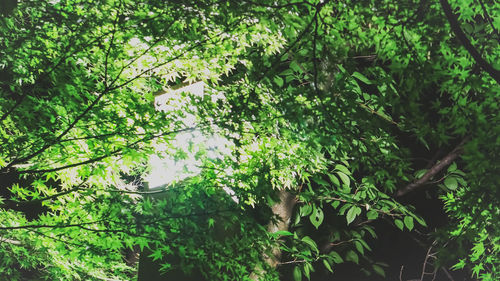 Low angle view of leaves on trees in forest