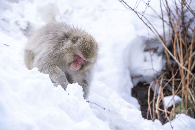 Travel asia. monkeys soaking in a hot spring at hakodate is popular hot spring. japan.