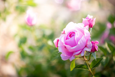 Close-up of pink rose blooming outdoors