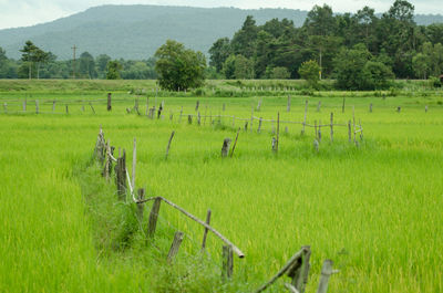 Scenic view of farm