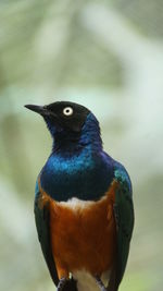 Close-up of a bird